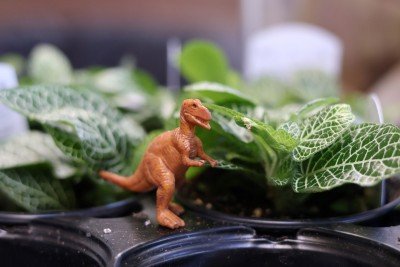 Dinosaur Terrarium Workshop