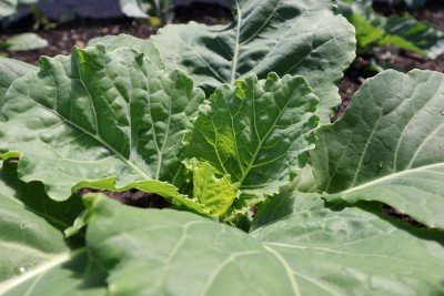 Botany for Home Gardeners