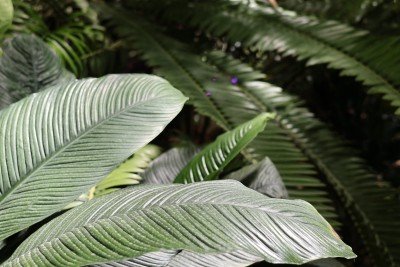 Rainforest Retreat - Kids Terrarium Workshop