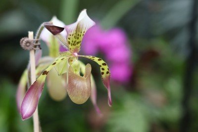 Orchid Fest