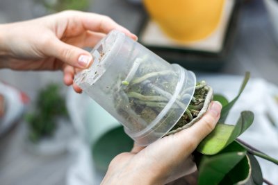 Orchid Repotting at the Botanical Gardens