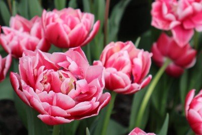 Botanical Artisan Market