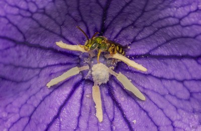 Insects in Focus: A Closer Look