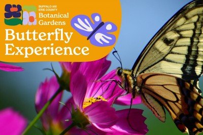 Butterfly Experience