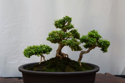 Bonsai Show