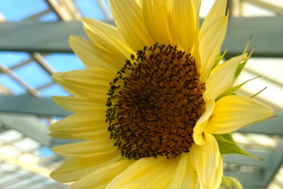 $7.16 Day at the Botanical Gardens