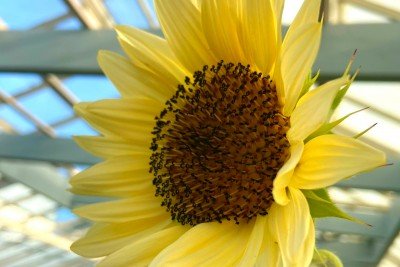 $7.16 Day at the Botanical Gardens