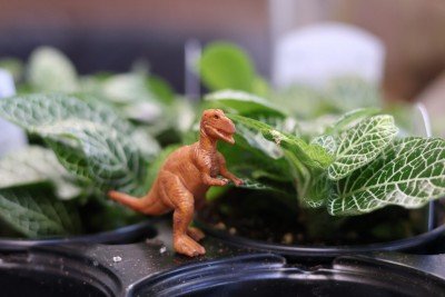 Dinosaur Terrarium Workshop