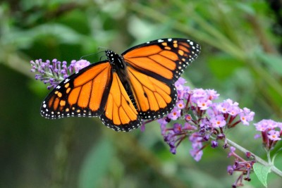 Monarchs: Explore the Impact of an Iconic Butterfly