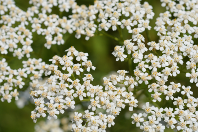 Native Culinary Herbs for the Home Garden | Speaker Series