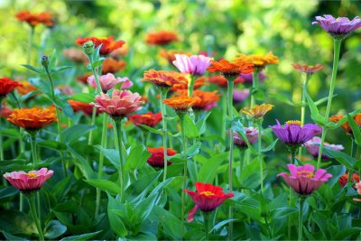 Bringing Nature Home: Creating your own Backyard Habitat