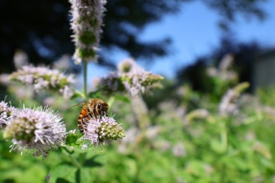 Gardening for Pollinators