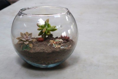 Sip and Plant: Spooky Terrariums