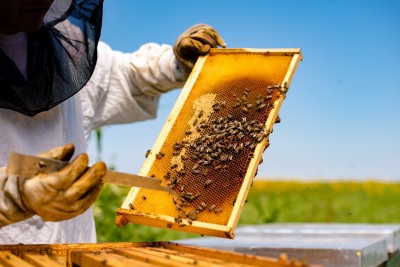 Beekeeping 101