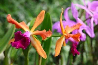 Orchid Show