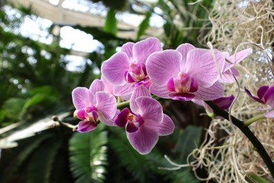 Orchid Exhibit at the Botanical Gardens
