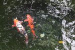 Feed the Fish at the Botanical Gardens