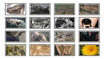 Lake Sturgeons' Guide for Surviving the Anthropocene