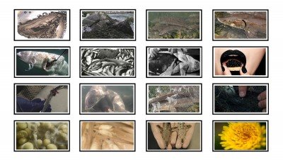Lake Sturgeons' Guide for Surviving the Anthropocene