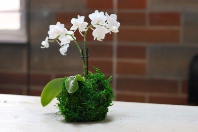 Orchid Kokedama Workshop at the Botanical Gardens