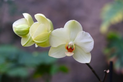Orchid Sale at the Botanical Gardens
