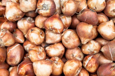 Spring Bulb Sale at the Botanical Gardens