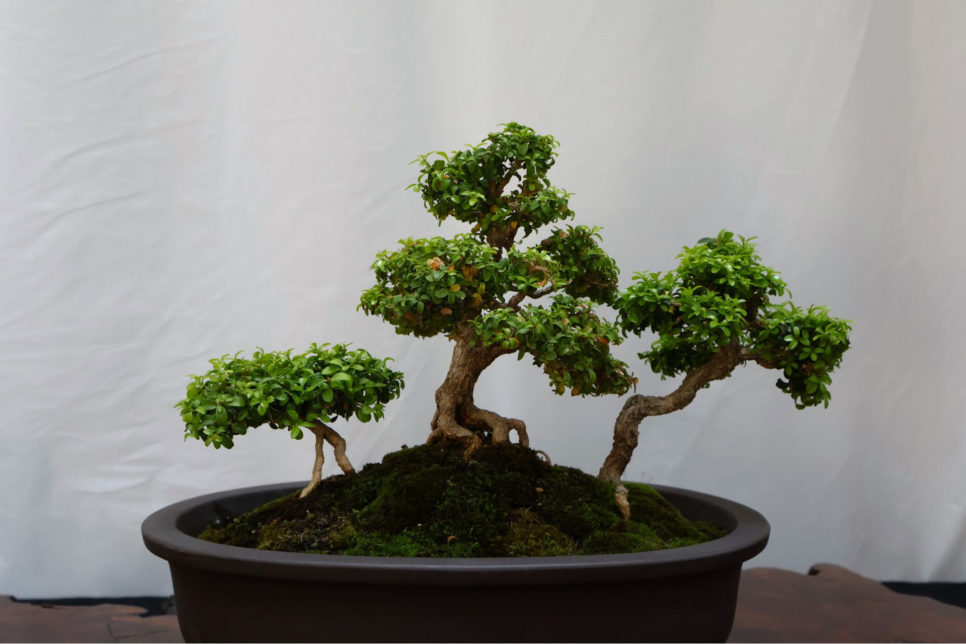 Bonsai Show at the Botanical Gardens