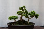 Bonsai Show at the Botanical Gardens