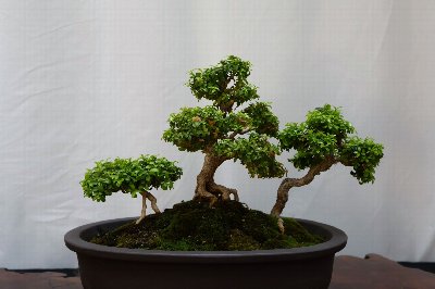 Bonsai Show at the Botanical Gardens