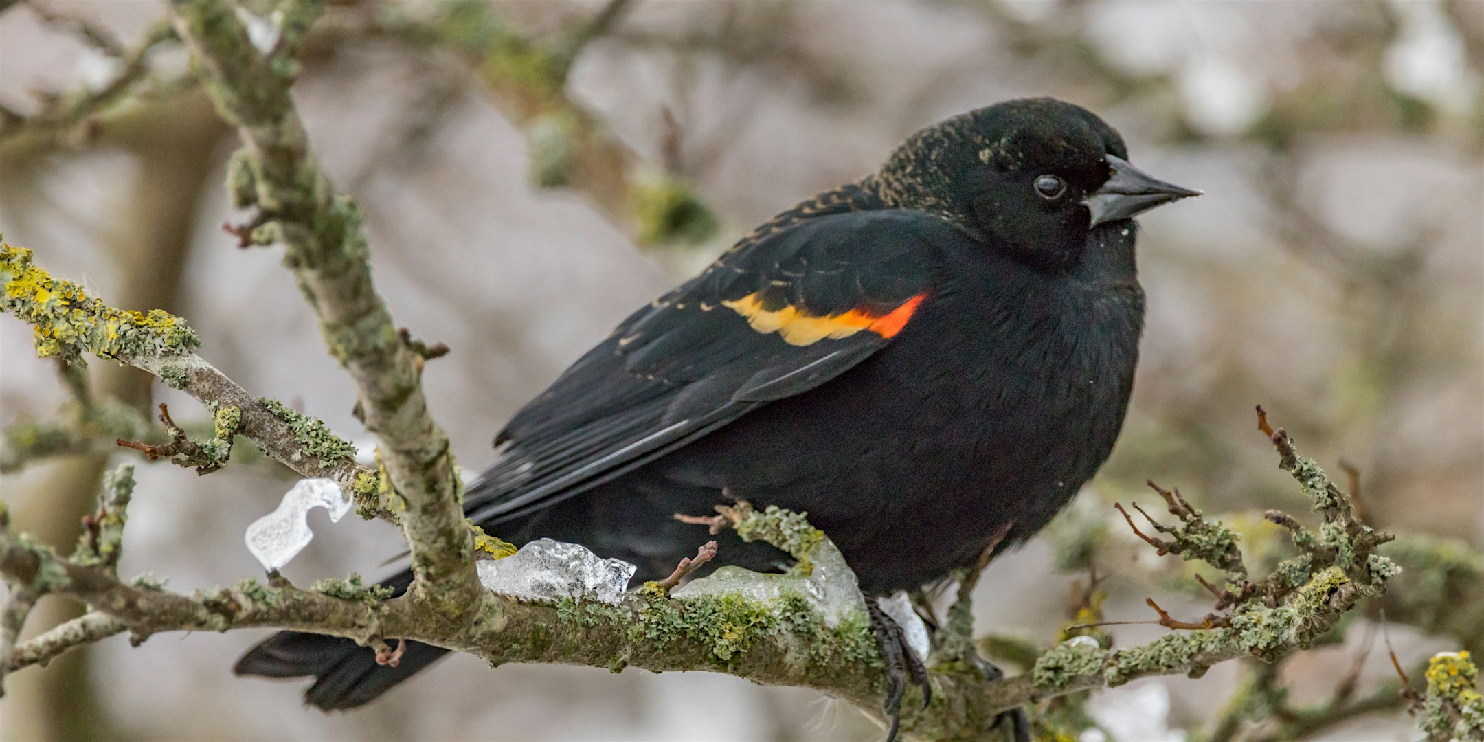 Spring Migration Walk