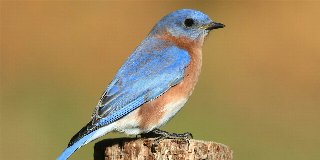 Blue Birding (Ages 8+ and Adults 18+)