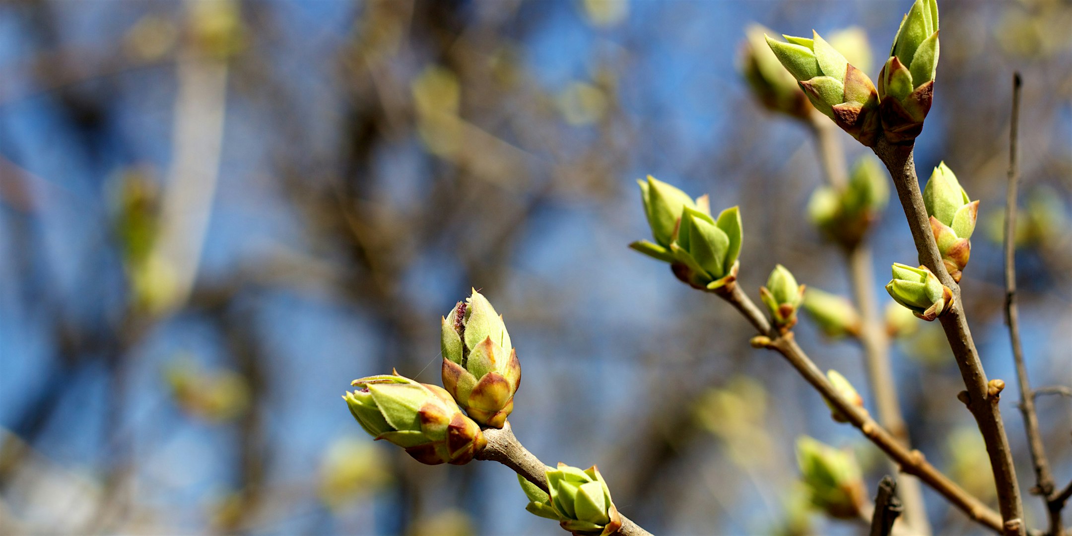 Spring Nature Walk (Ages 8+ and Adults 18+)
