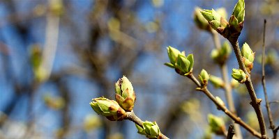 Spring Nature Walk (Ages 8+ and Adults 18+)