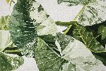 Pushing Through | Arcangel Gallery Exhibit at the Botanical Gardens