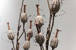 Deborah Stewart, "Propagation and Endurance"