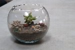 Succulent Garden Workshop at the Botanical Gardens