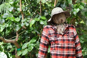Scarecrow Trail at the Botanical Gardens