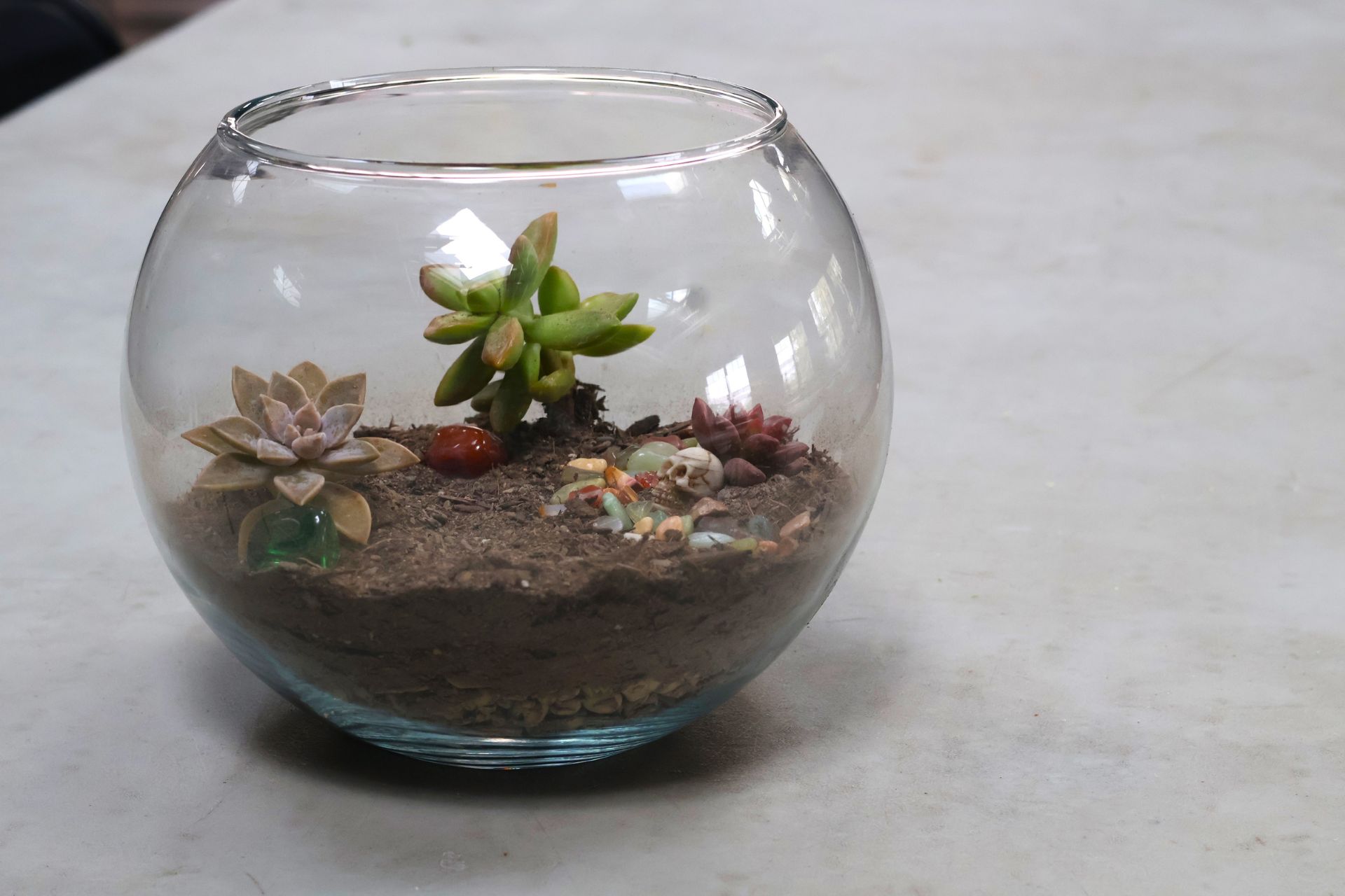 Sip and Plant: Spooky Terrariums at the Botanical Gardens