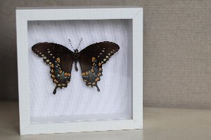 Butterflies: Pin and Preserve Workshop at the Botanical Gardens