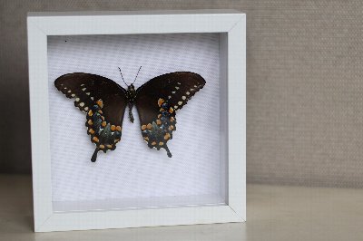 Butterflies: Pin and Preserve Workshop at the Botanical Gardens at Buffalo and Erie County Botanical Gardens — Oct 24, 2026