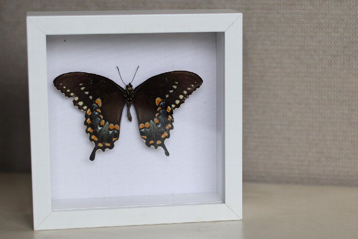 Butterflies: Pin and Preserve Workshop at the Botanical Gardens