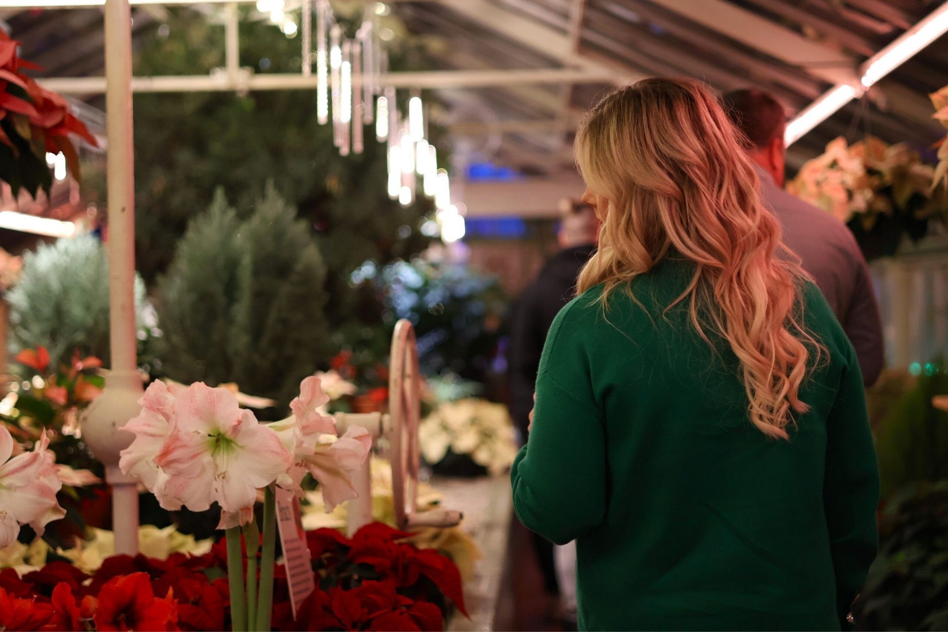 Poinsettias After Dark at the Botanical Gardens