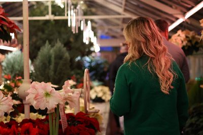 Poinsettias After Dark at the Botanical Gardens at Buffalo and Erie County Botanical Gardens — Nov 27, 2026