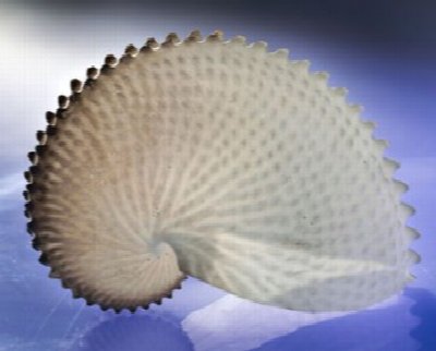 Paper Nautilus Moving Screen & Object Show at 417 Massachusetts Avenue Buffalo, NY — Nov 1, 2013