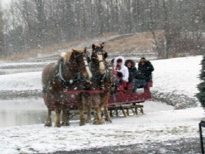 Winter Horse-Drawn Tours