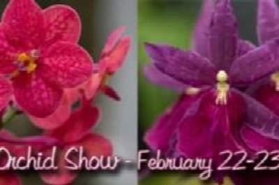 Orchid Show
