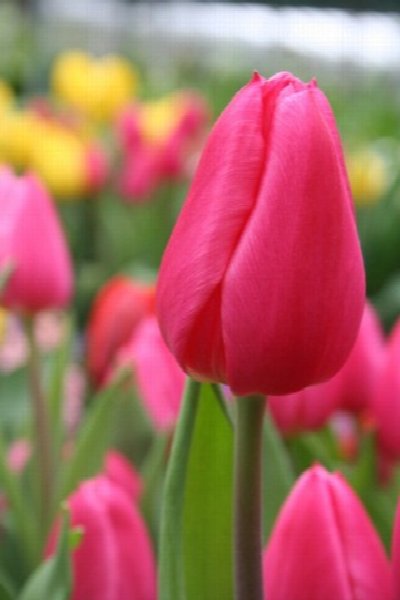 Spring Flower Show at 2655 South Park Avenue, Buffalo, NY 14218 — Apr 14, 2014