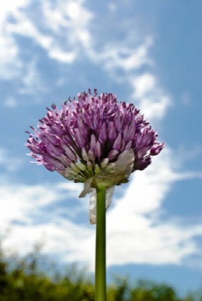 William Smyers: Arcangel Gallery Exhibit