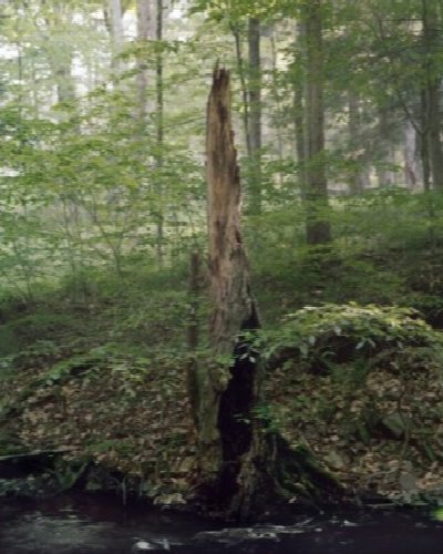 Janelle Lynch: Presence