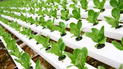 Hydroponics